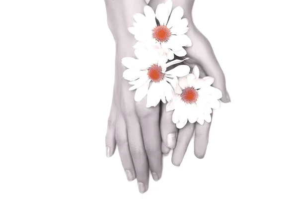 Mãos Mulher Com Flores Vista Superior — Fotografia de Stock