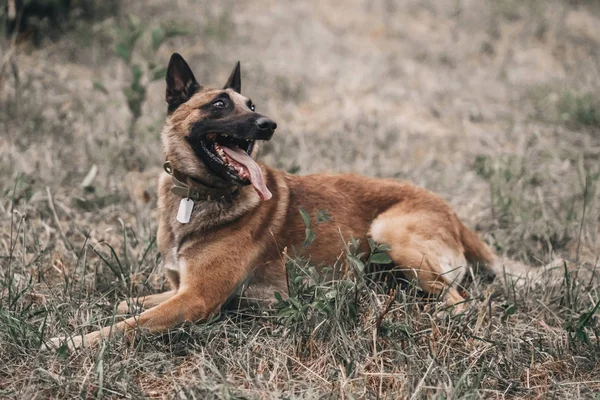 Belçika Malinois 'i parkta çimlerin üzerinde yatıyor. Kahverengi köpeğin doğa portresi.