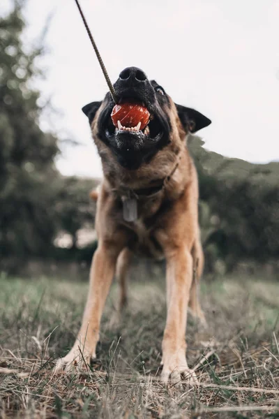 Belgian Malinois Dog Training. A jumping dog bites a man. Host protection attack on criminal. Police dog