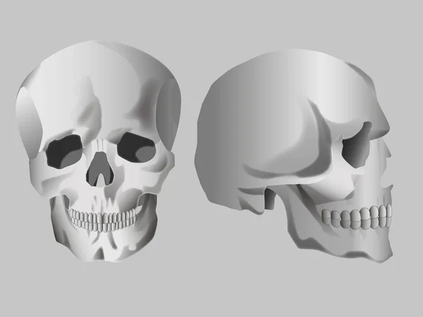 Bir insan kafatasının vektör görüntüsü, tam yüz ve profil