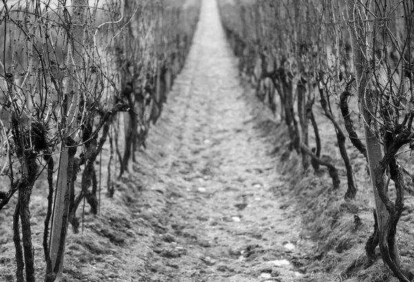 Old vine wineyard in winter, central composition, black and white