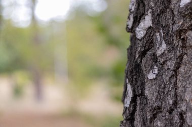 Huş ağacı gövdesi kabuğu dokusu Açık kahverengi bulanıklığa yakın