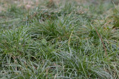 Beyaz Yonca çiçeği çimenlerde