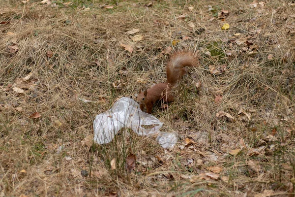 Plastik içinde yiyecek arayan meraklı sincap.