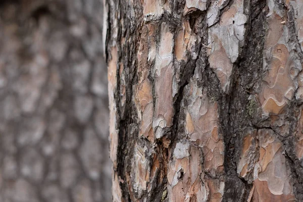 Pine Tree Trunk Bark Texture Close up on blurred Pine background