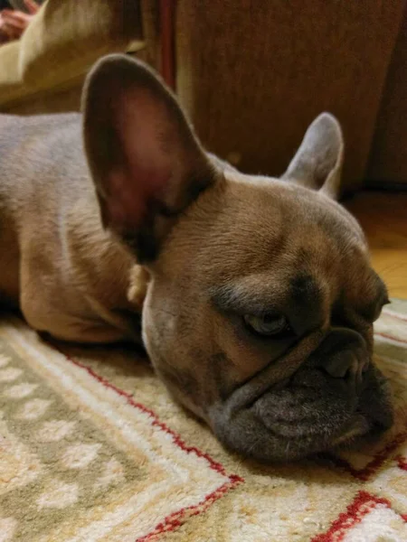 Bonito bulldog francês deitado no tapete — Fotografia de Stock