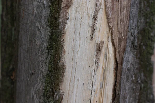 Corteza dañada del tronco del árbol textura de cerca — Foto de Stock