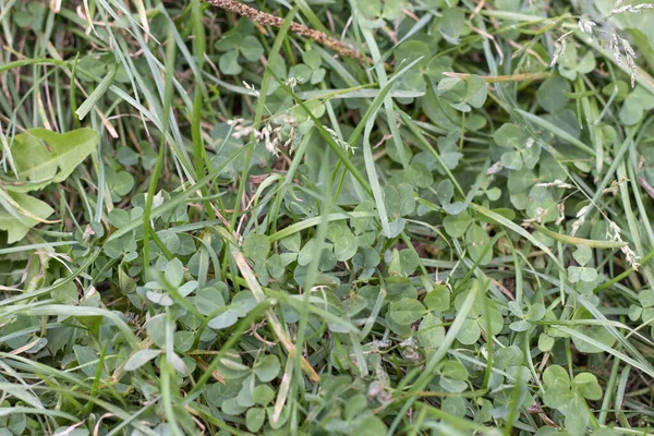 Green grass clover texture autumn — Stock Photo, Image