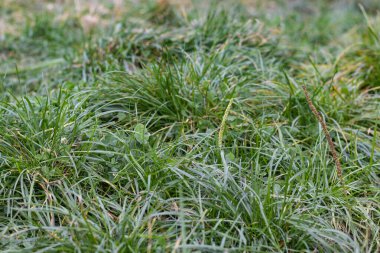 Parkta yeşil sonbahar otları