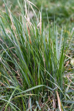 Kurumuş yaprakları olan yeşil sonbahar çimi.