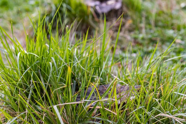 Grüner Herbstgrünstrauch mit altem Baumstumpf im Park — Stockfoto