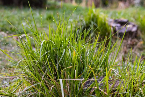 Grüne herbstliche Grasbüsche mit alten Stümpfen drinnen — Stockfoto