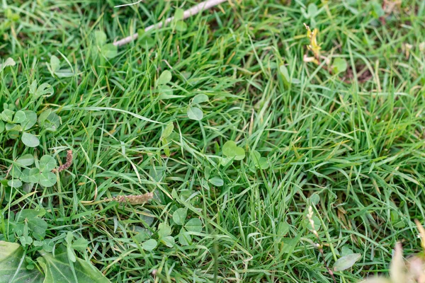 Textura de hierba verde con trébol —  Fotos de Stock