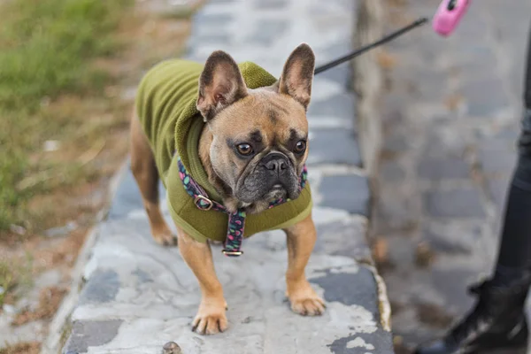 Siperdeki yeşil kapüşonlu şirin Fransız Bulldog 'u.