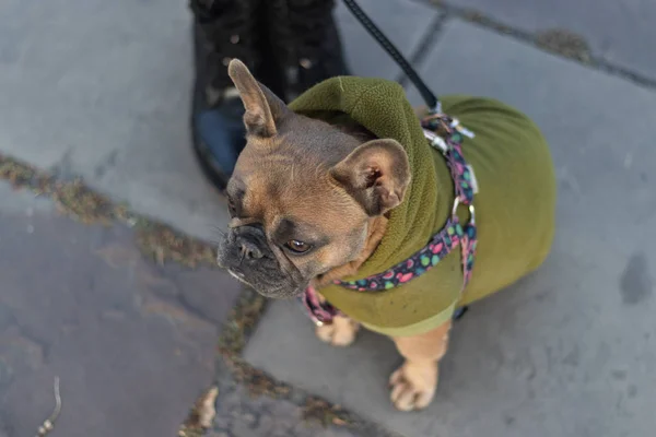 Kapüşonlu tatlı Fransız Bulldog kaldırımda oturuyor. — Stok fotoğraf