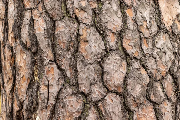 Старый хвойный ствол коры дерева текстура с трещинами — стоковое фото