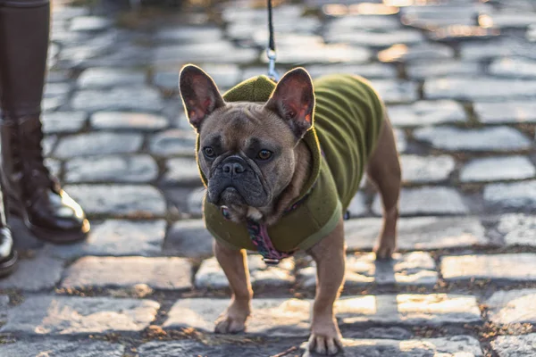 Kapüşonlu Fransız Bulldog dört gözle bekliyor.