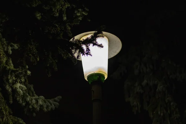 Gece Feneri köknar ağaçlarının arasında parlıyor