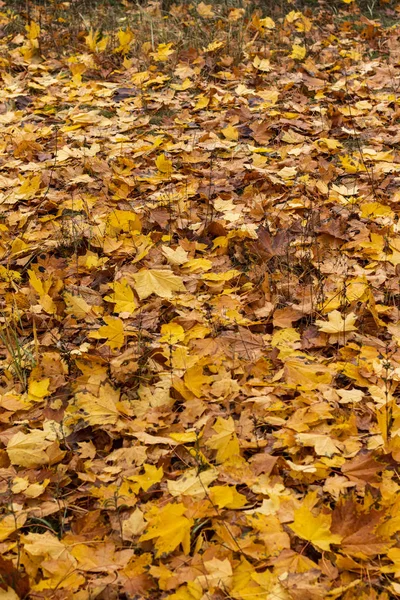 Nassen Herbst Eiche orange Blätter Hintergrund — Stockfoto