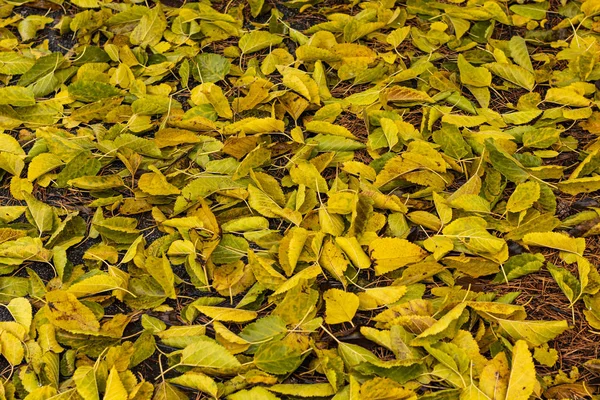 Warme bunte Herbst Maulbeerblätter Textur — Stockfoto