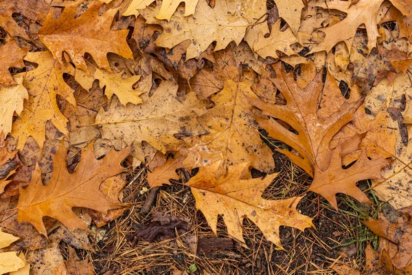 Nassen Herbst Eiche braun Laub Makro Textur — Stockfoto