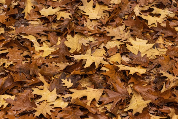 Nassen Herbst Eiche braun Laub Makro Textur — Stockfoto