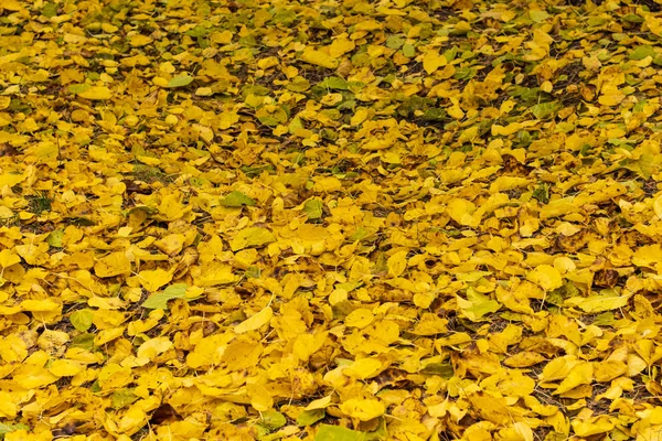 Warme bunte Herbst Maulbeerblätter — Stockfoto