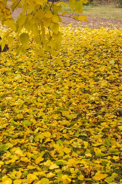 Warme bunte Herbst Maulbeerblätter im Park — Stockfoto