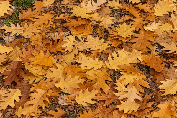 Nassen Herbst Eiche Laub close up Textur — Stockfoto
