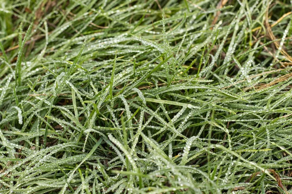 Autumn Dew on Lush Green Grass — Stock fotografie