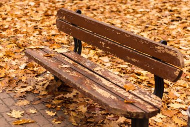 Sonbahar parkında yalnız kahverengi banka yakın çekim