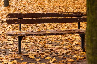 Sonbahar parkında ağacın arkasında yalnız kahverengi bir bank.