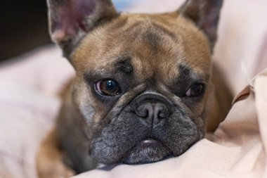 Sevimli sevimli Fransız Bulldog yastık portresinin üzerinde yatıyor.