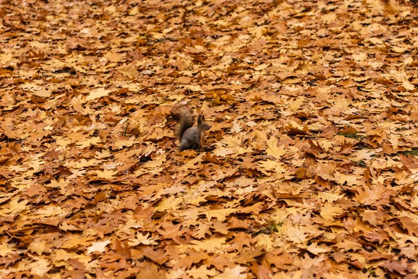 Curiosa ardilla gris sobre alfombra de follaje de roble naranja —  Fotos de Stock