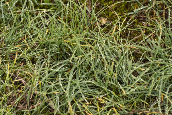 Orvalho do nevoeiro na exuberante grama verde do outono — Fotografia de Stock