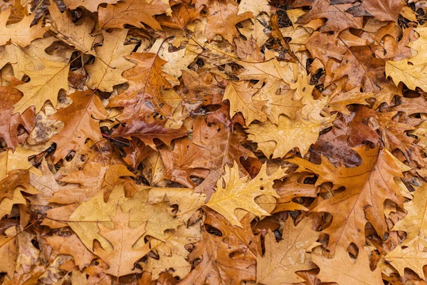 Nassen Herbst Eiche braune Blätter close up Textur — Stockfoto