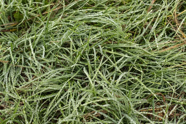 Outono orvalho de nevoeiro molhado na grama verde exuberante — Fotografia de Stock