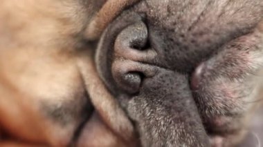 Kameranın önünde ıslak burunlu uyuyan tatlı Fransız bulldog.