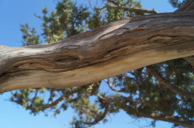 Karadeniz kıyısındaki eski ardıç dalı 