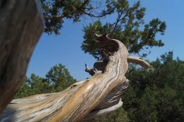 Karadeniz kıyısındaki eski ardıç dalı 
