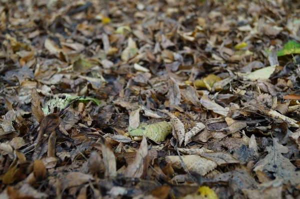 Sonbahar sarı yaprakları yerde.