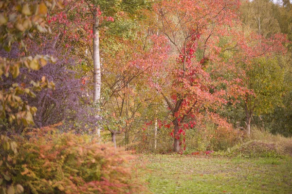 Herfst Bos Kleurrijke Bomen — Stockfoto