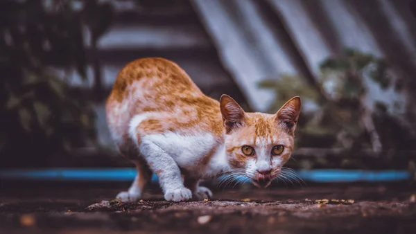 Kameraya Bakan Meraklı Bir Kedi — Stok fotoğraf