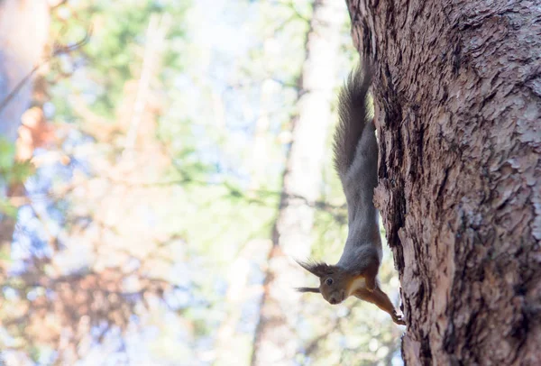 Ein Eichhörnchen Wilden Leben — Stockfoto