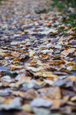 Parkta sonbahar tatili.