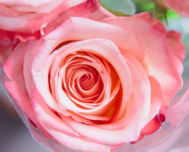 GERÇEK Pembesi GÜLÜ.