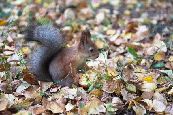 Ein Eichhörnchen Park — Stockfoto