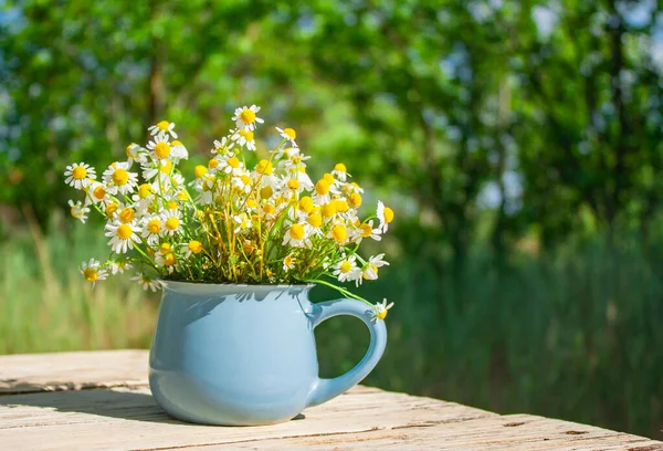 Bahçedeki bir masada mavi bir fincanda bir buket papatya. Kır çiçekleri yaz çiçekleri. yaz çiçekli arka plan.