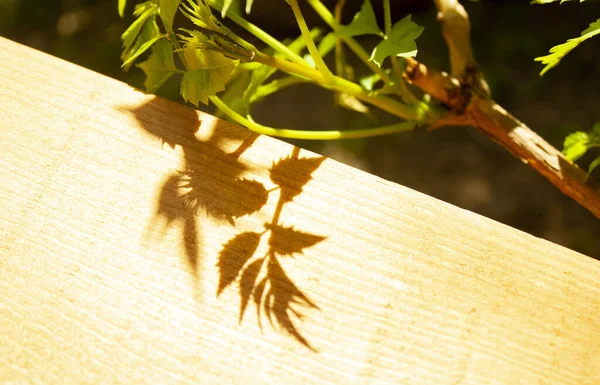 Sombra Hojas Árbol Sobre Una Tabla Madera Iluminada Por Sol — Foto de Stock