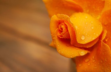 Gül tomurcuğunun yapraklarına yağmur damlaları. Yağmurdan sonra güzel çiçek